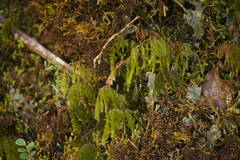 Hymenophyllum lanceolatum