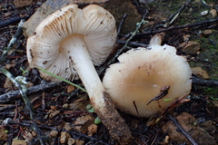 Leucoinocybe lenta