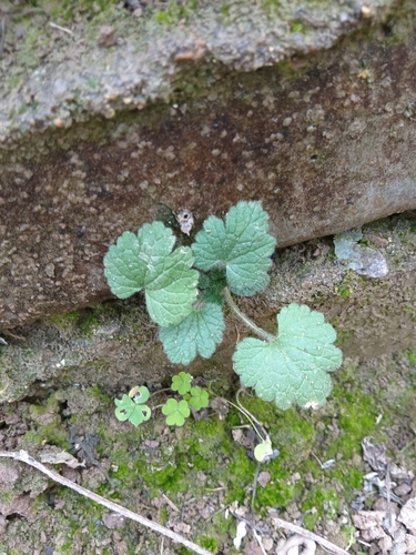 Lagopsis supina