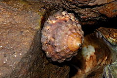 Bembicium auratum