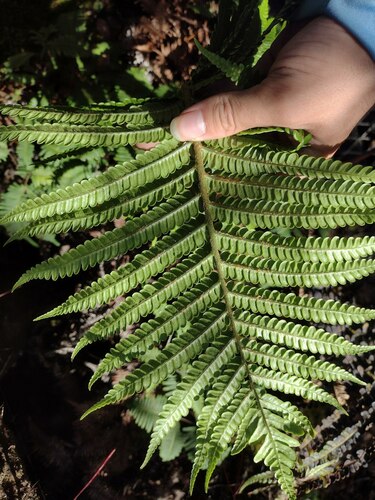 Sadleria pallida observed 2022-12-28
