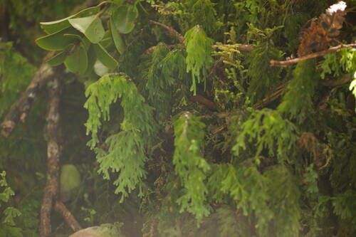 Hymenophyllum recurvum observed 2022-12-28