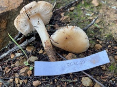 Leucoinocybe lenta