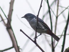 Conirostrum speciosum