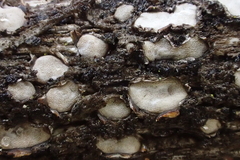 Propolis farinosa