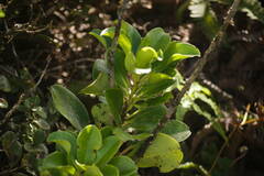 Ilex anomala