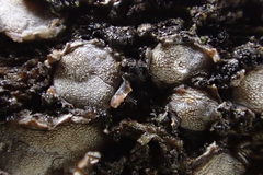 Propolis farinosa