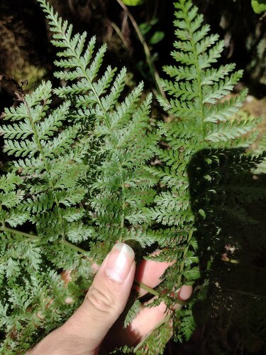 Athyrium microphyllum observed 2022-12-28