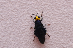 Cyphomyia