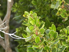 Rhamnus alaternus