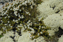 Veronica pinguifolia