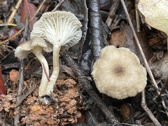 Spodocybe trulliformis