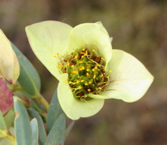 Pimelea physodes