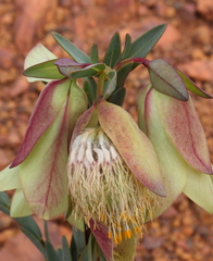 Pimelea physodes
