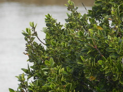 Rhamnus alaternus