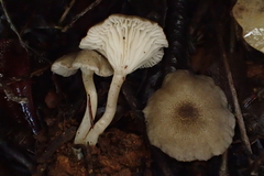 Spodocybe trulliformis