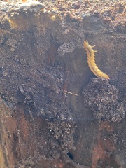 Dendroides canadensis
