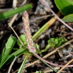 Plantaginaceae
