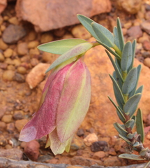 Pimelea physodes