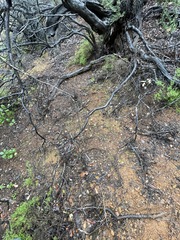 Spodocybe trulliformis