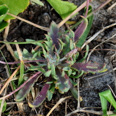Plantaginaceae