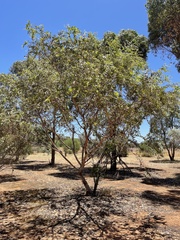Eucalyptus gamophylla