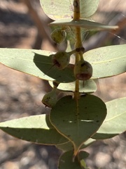 Eucalyptus gamophylla