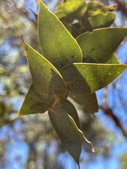 Eucalyptus gamophylla