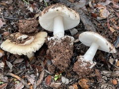Amanita calyptratoides