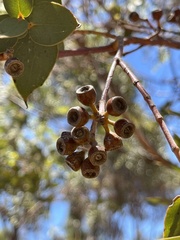 Eucalyptus gamophylla