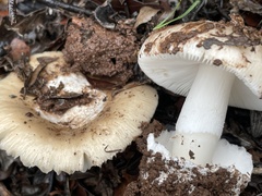 Amanita calyptratoides