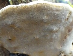 Phellinus nigricans