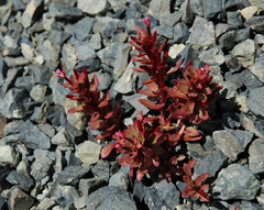 Epilobium pycnostachyum