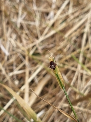Dermacentor occidentalis