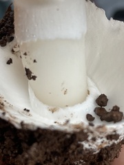 Amanita calyptratoides