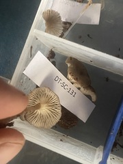 Spodocybe trulliformis