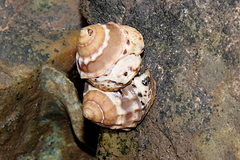 Bembicium auratum