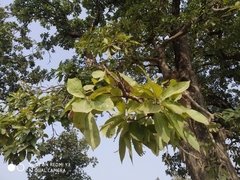 Madhuca longifolia