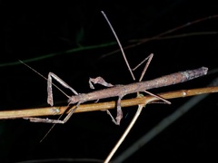 Mnesilochus palawanicus