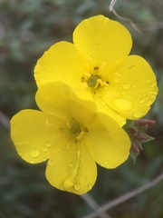 Camissoniopsis cheiranthifolia