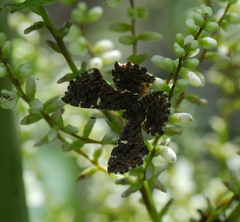 Calydna sturnula