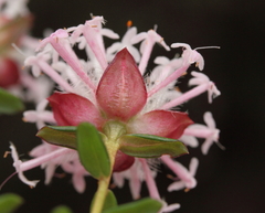 Pimelea rosea rosea