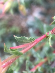Camissoniopsis cheiranthifolia