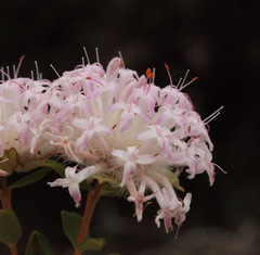 Pimelea rosea rosea