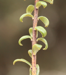 Pimelea rosea rosea