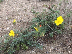 Camissoniopsis cheiranthifolia