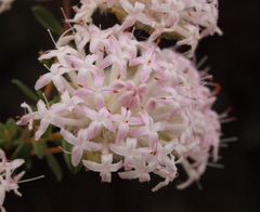 Pimelea rosea rosea