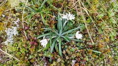 Celmisia major brevis