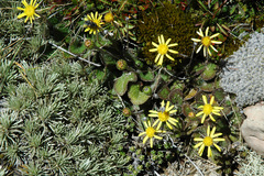 Brachyglottis bellidioides