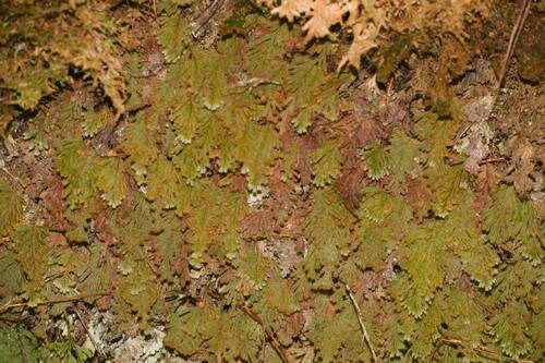 Hymenophyllum obtusum observed 2022-12-28